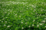 When Is The Best Time To Plant Clover?