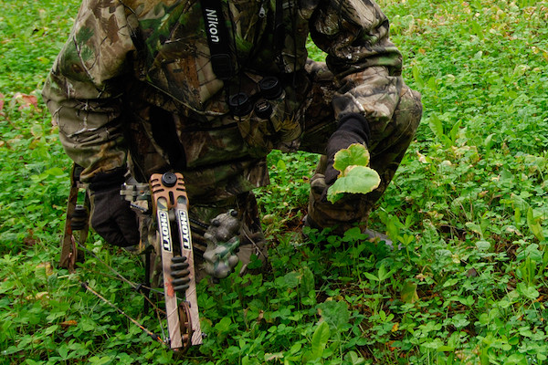 How to fix yellowing leaves in Big n Beasty Frigid Forage