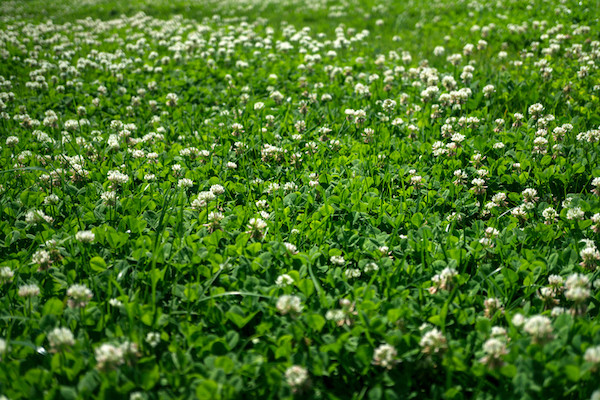 When Is The Best Time To Plant Clover? Frigid Forage