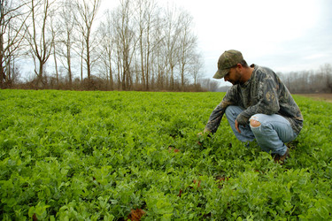 Best Cover Crop for a Clover Plot