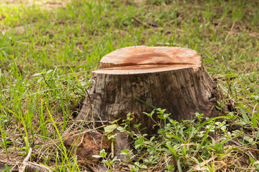  How to Remove Stumps in Poor Man’s Plots