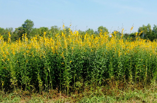 Sunn Hemp in field