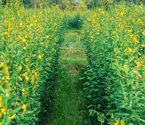 Sunn Hemp in field