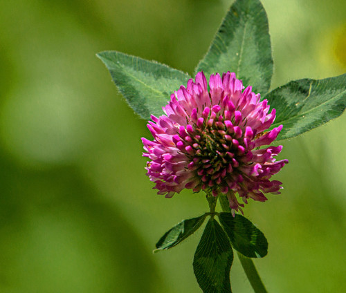 Bottomland Clover Bottomland Clover