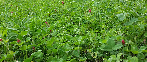 Frigid Forage, Buy Food Plot Seeds & Screens