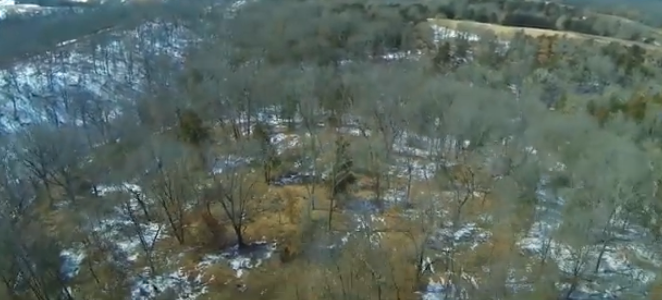 Frost Seeding Clover For Deer Food Plots