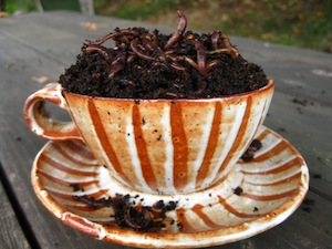 cup-of-red-worms.jpg