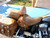 INDIAN TOURING BROWN will fit ROADMASTER, CHIEFTAN VINTAGE,  DARKHORSE or SPRINGFIELD