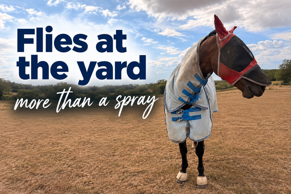 Summer flies at the yard: what I use for Rebel
