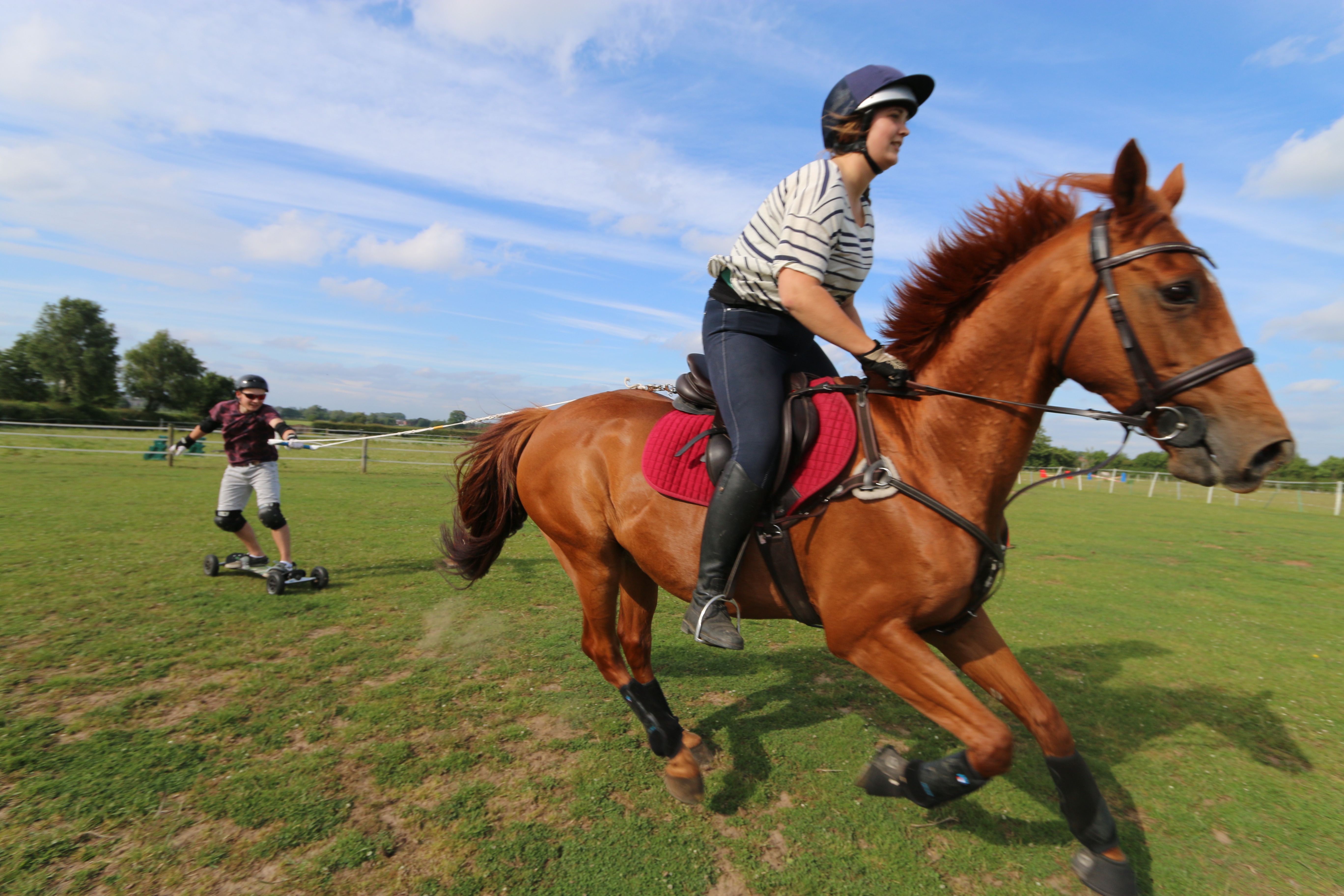 Sock it to 'em Cool Horse Socks