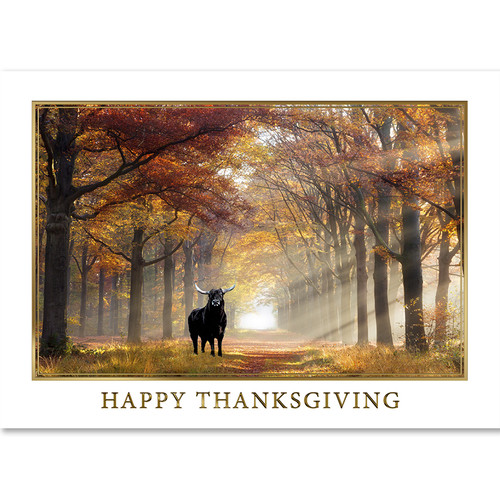 Autumn Sunlight Bull | Wall Street Greetings