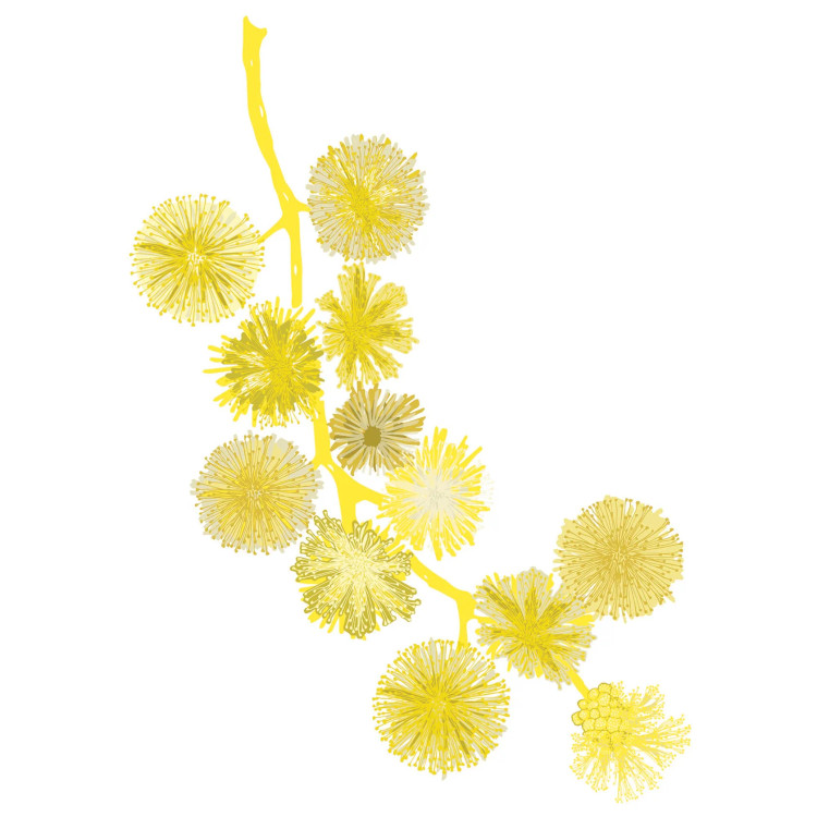 Acacia Pycantha Print A3