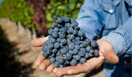 International Malbec Day