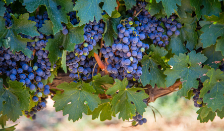 Celebrate International Syrah Day