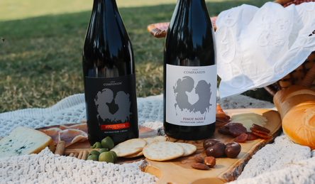 From Rosé to Reds | Best Wines for Early Fall