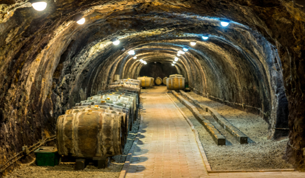 Hungarian Oak: Winemaking’s Best-Kept Secret