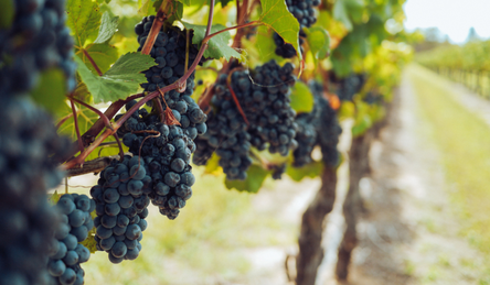 Everything You Need To Know About the Upcoming Wine Grape Harvest Season Everything You Need To Know About the Upcoming Wine Grape Harvest Season