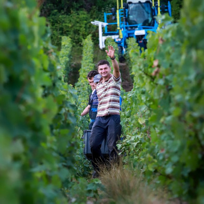 A Guide to Sauvignon Blanc Wine A Guide to Sauvignon Blanc Wine