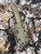 Mora 511 Grizzly Elite Sheath Mora 511 Grizzly Elite Sheath