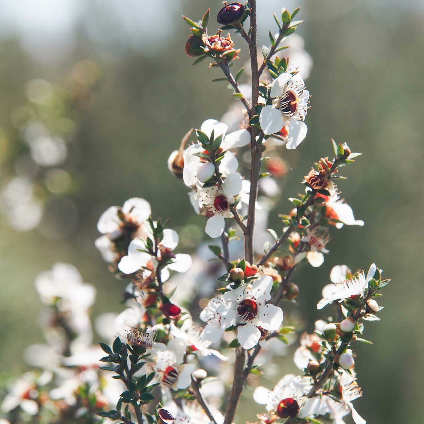 Manuka oil 