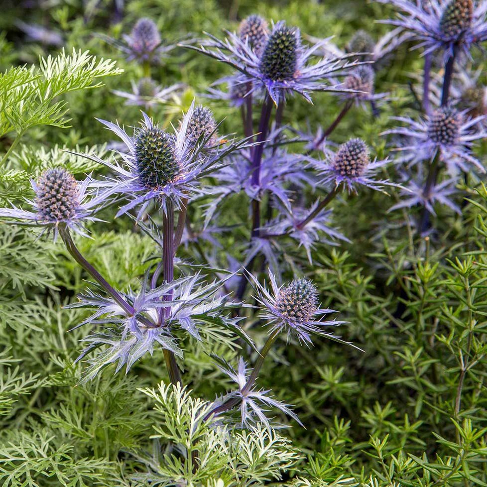 Sea holly extract 