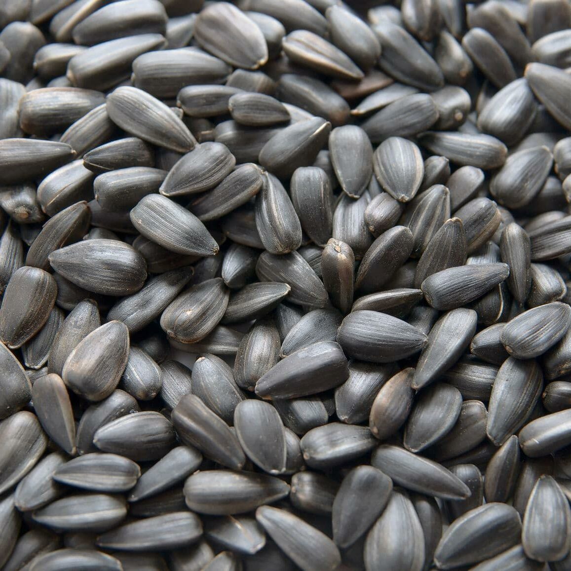 Sunflower seed