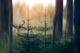When To Enter the Deer Woods | THLETE Whitetail Deer Hunting