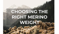 Merino Wool for Hunting | THLETE Whitetail Deer Hunting