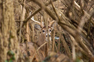 Early Season Bedding Areas | THLETE Whitetail Deer Hunting