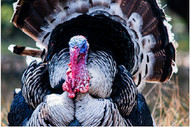 8 Tips For Public Land Turkey Hunting | THLETE Hunting