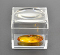 Trapped Insect in Amber 