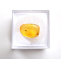 Collectible Insect Amber 