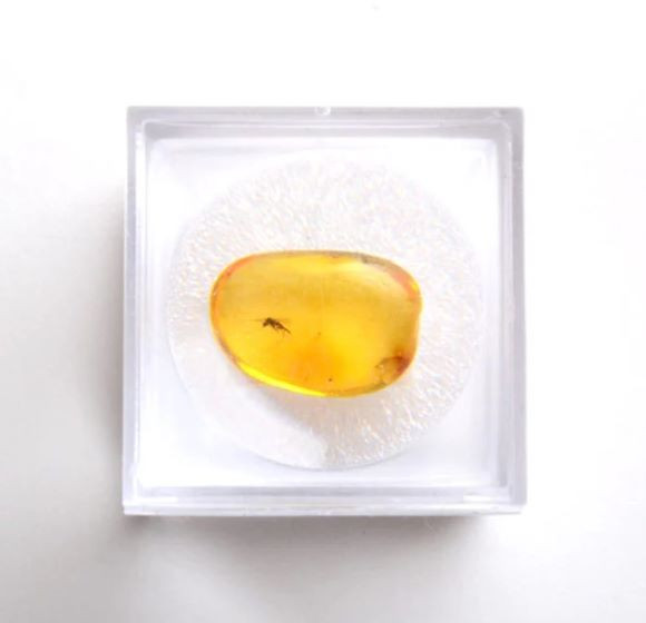 Collectible Insect Amber 