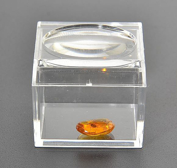 Collectible Insect Amber 