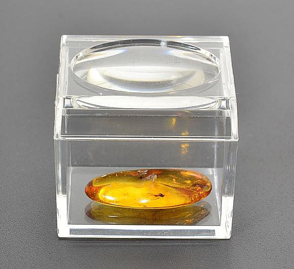 Trapped Insect in Amber 