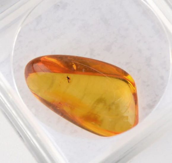 Trapped Insect in Amber 