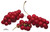 Schizandra Berry Schizandra Berry