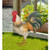 Ben: 18 inch metal rooster