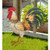 Crafted from durable metal, this rooster stands proud with realistic detailing and colors that captures the essence of the Blake Rooster specific breed. Amazing feather details and finishes in soft tans, greens, and white.
Dimensions 21.25"x8.25"x20.5"Material Metal