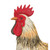 Crafted from durable metal, this rooster stands proud with realistic detailing and colors that captures the essence of the Blake Rooster specific breed. Amazing feather details and finishes in soft tans, greens, and white.
Dimensions 21.25"x8.25"x20.5"Material Metal