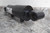 Maxim 288333 3 In Bore Dia 4 In Stroke Length Welded Hydraulic Cylinder-41535127