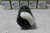 Leviton CS816-5C 10 Pk 480V 50 A Industrial Grade Shrouded Locking Plug-62373859