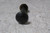 Brand Name 438120-BR 190 Pk 1-9/16 In Head Width 4 In L Tension Control Bolt-46926616