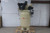 Ingersoll Rand 2545K10-P-230/3 10 HP 230VAC 120 Gal Electric Air Compressor-74180982