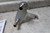 Chicago Faucets 802-VXKABCP 2.2 GPM 4 In Spout Length Low Arc Bathroom Faucet-97696014