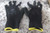 Ansell Edge 48-126VP 144 Pairs Size 8 Latex Free Gloves-36564613