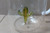 Ichendorf Milano 9352099 Clear/Green Cactus Jug-80801155