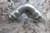 Viega Propress 80400 10 Pk 1/2 In Press-Fit Connection Stainless Steel Elbow-35755050