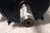 Marathon Motors 213TBFW7001 7-1/2 HP 3465 RPM 208-230VAC General Purpose Motor-56331517