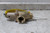 Watts 0556008 1 In Outlet Connection Temperature and Pressure Valve-36447778